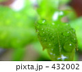 観葉植物としずく
