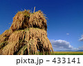天日干しの稲