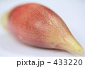 みょうが