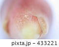 みょうが