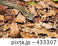 シマヘビ