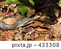 シマヘビ