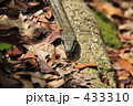 シマヘビ