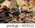 シマヘビ