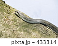 シマヘビ