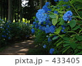 紫陽花