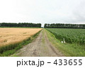トウモロコシと麦の畑道