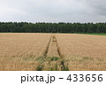麦畑の一本道