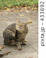 公園の猫