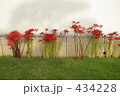 彼岸花と白壁