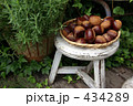 秋の味覚　栗