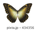 モルフォ蝶