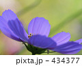 日陰のコスモス