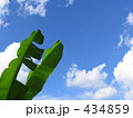 芭蕉の葉を空に透かす