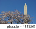 桜とワシントンモニュメント
