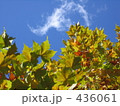 プラタナスの紅葉