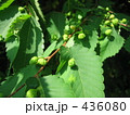 ケヤキの虫こぶ