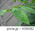 ヌルデの虫こぶ