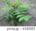 ヌルデの虫こぶ