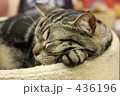 すやすや