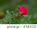 薔薇 ロージー・カーペット