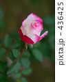 薔薇 マキシム