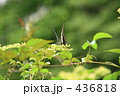 やぶからしに寄る青筋揚羽
