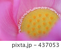 ハス
