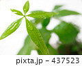 パキラ