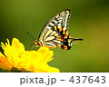 アゲハチョウ