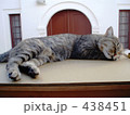 ねこねむり