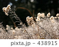 冬枯れの花