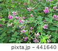 萩の花