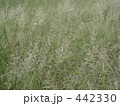 草むら