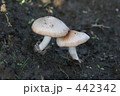 きのこ