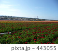 お花畑　花　はな　