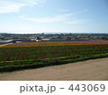お花畑　花のじゅうたん　はな　サンディエゴ
