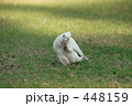 テンジクバタン