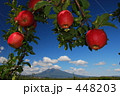 青森りんご