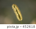 エノコログサ