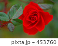 薔薇 カルディナール