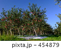 りんごの風景