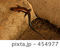 艶やかなイモリ