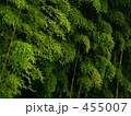 雨の日の竹林
