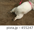 かわいいおしり かわいいおしり