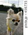 dog run