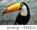 オニオオハシ