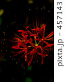 Cluster amaryllis