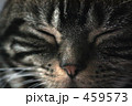 眠り猫
