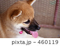 犬の写真